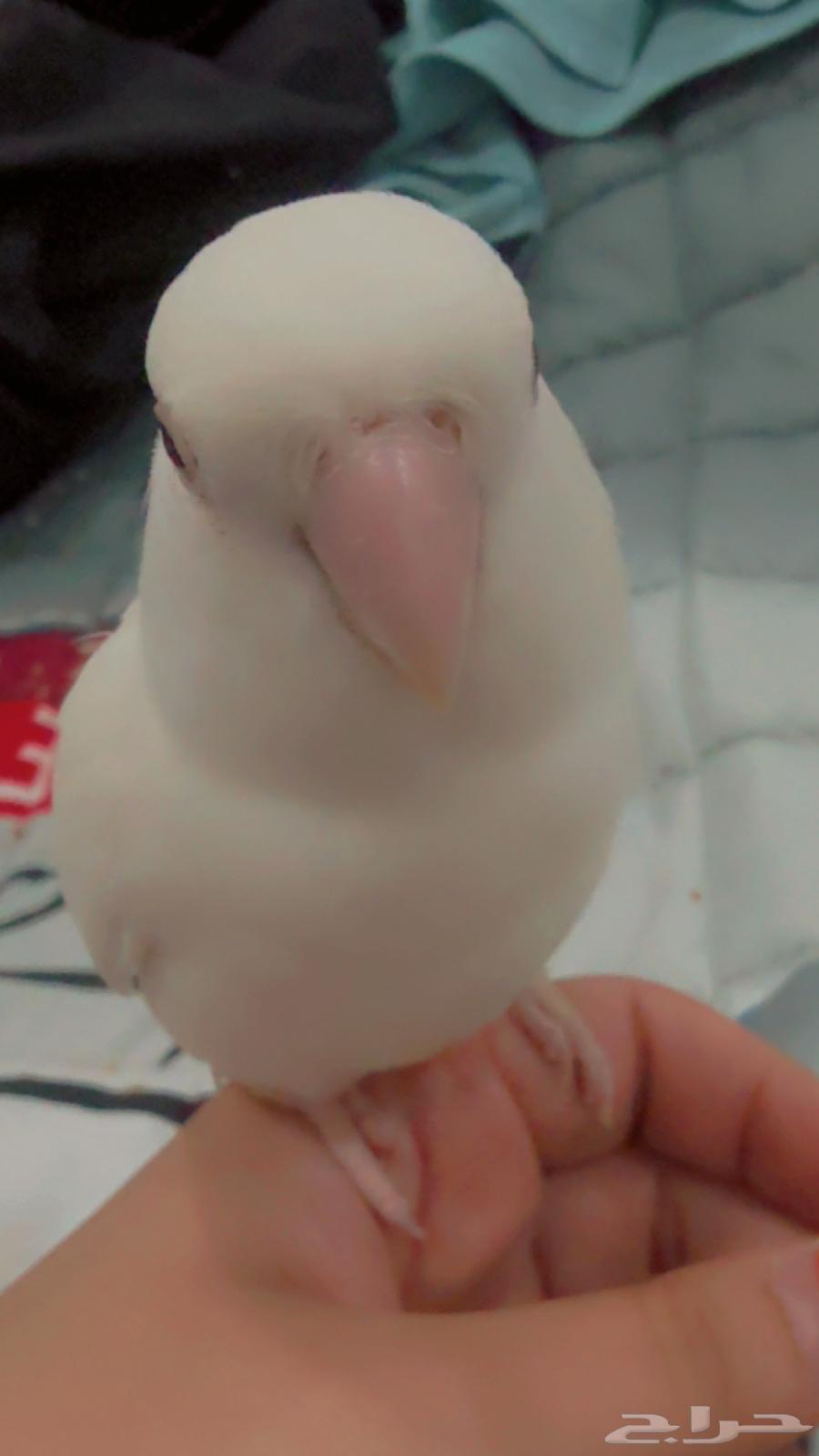 طيور روز للبيع64480098715523111