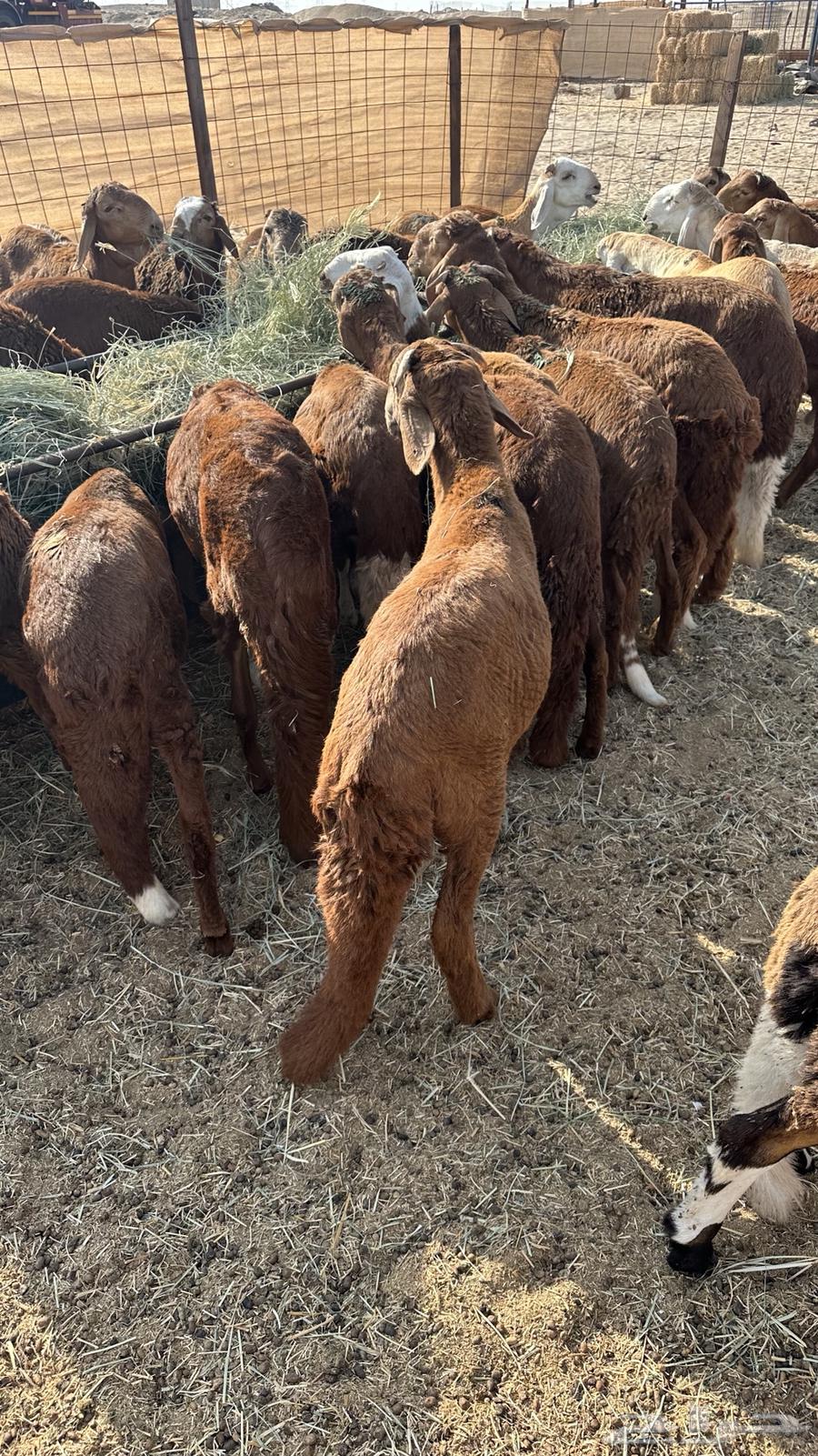 طليان سواكن حمري64482430753921112