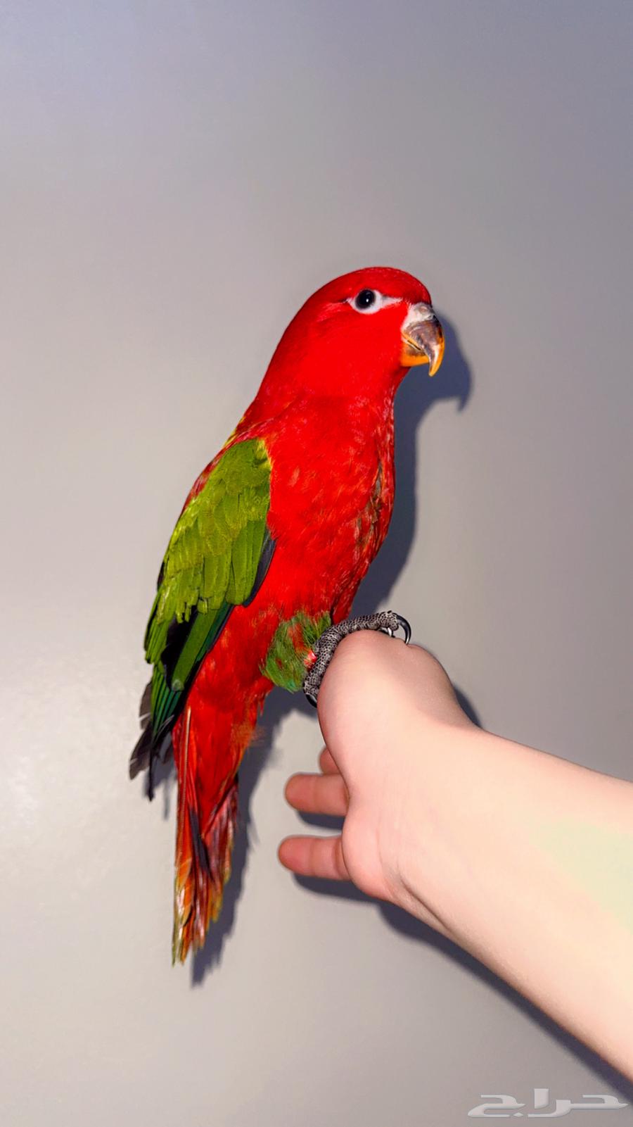 لوري شاترنج فرخ اليف هدد ( تم البيع )64479410813954113