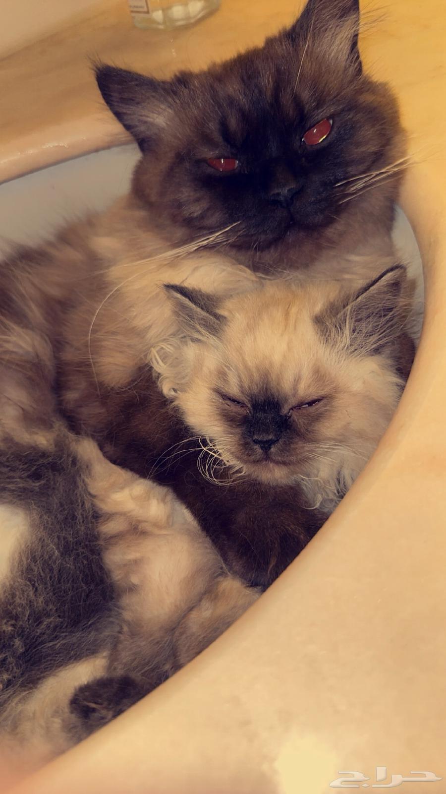 قطين للبيع مع كروت تطعيم64484389312899114