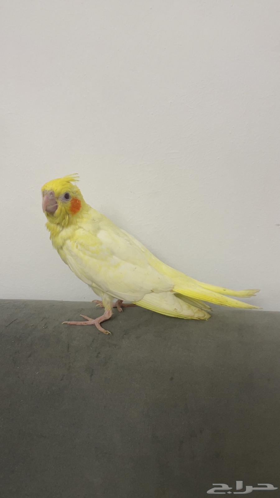 ببغاء كروان للبيع64481544889601111