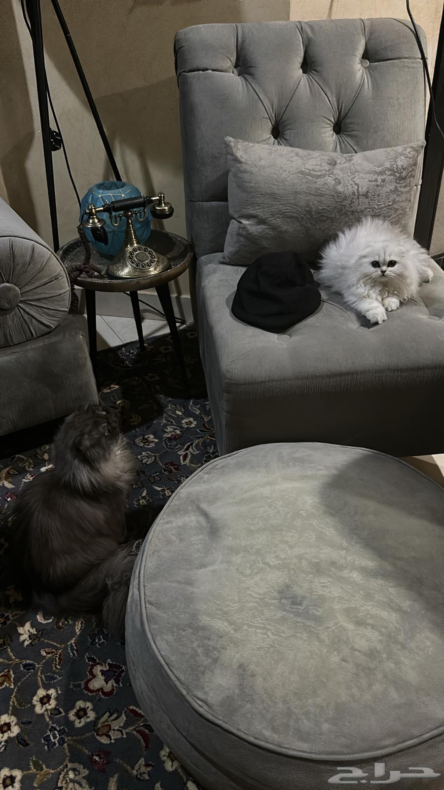 للبيع قطة كيتن سكوتش فولد سيل ر تابي عيون خضراء64479632841987110