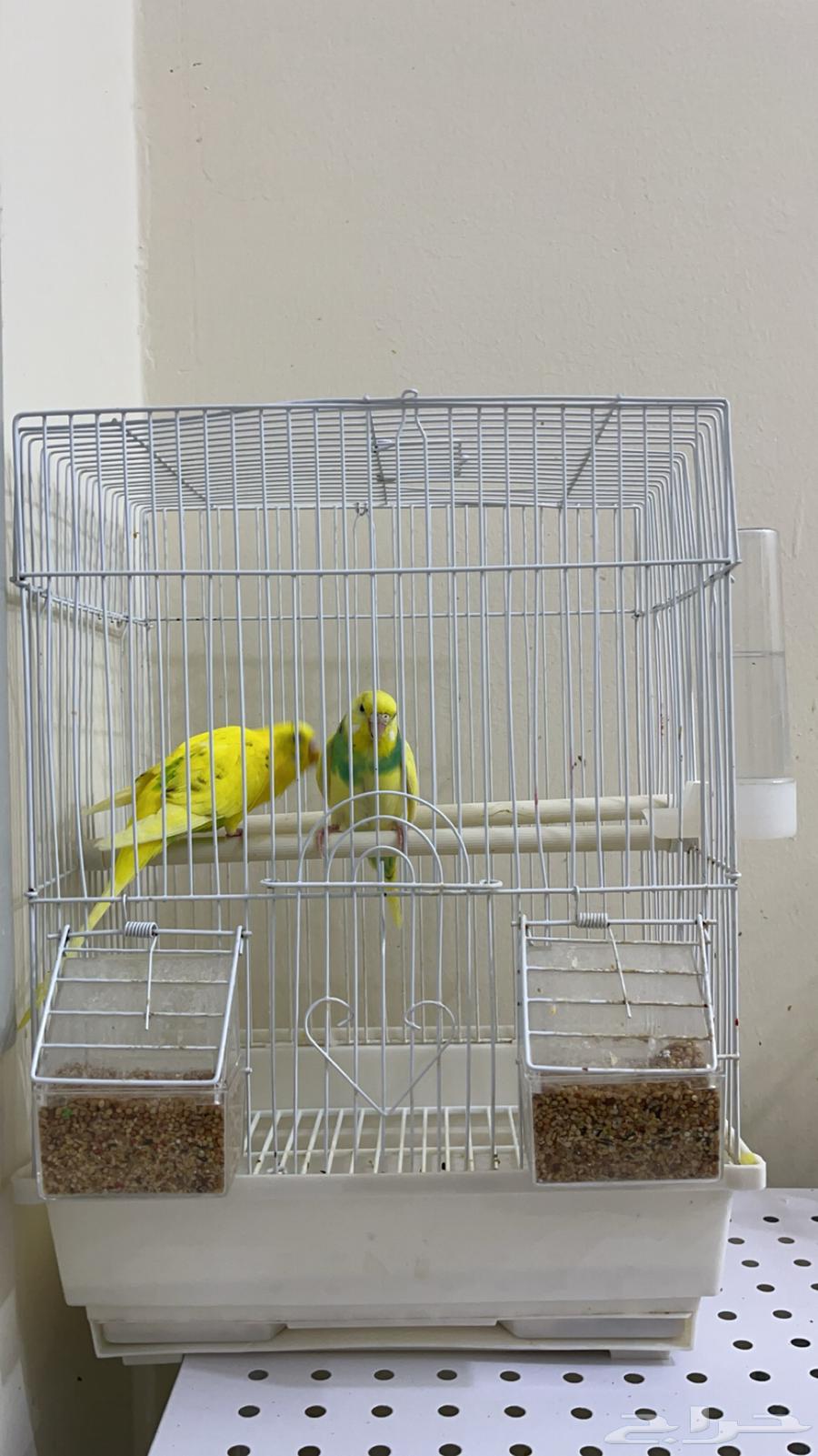 زوج بادجي هولندي ( تم البيع )64480400455937111