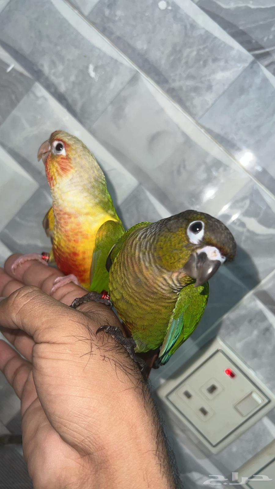 كنيور قرين شك  و انناس64481695685633110