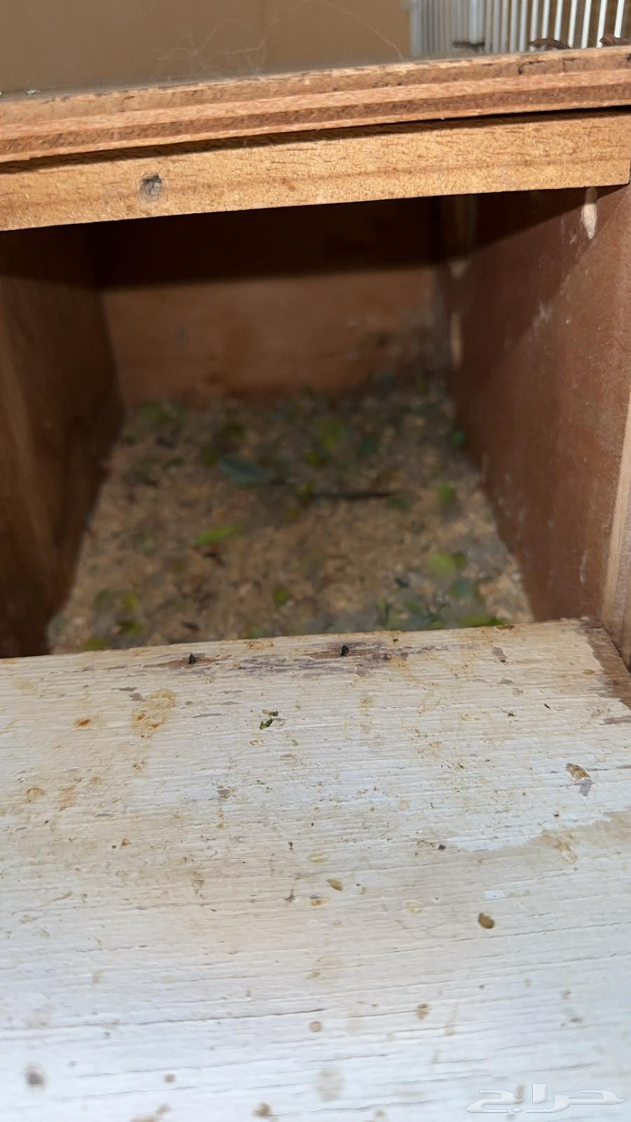 للبيع جوز ورز منتج64481544980098112