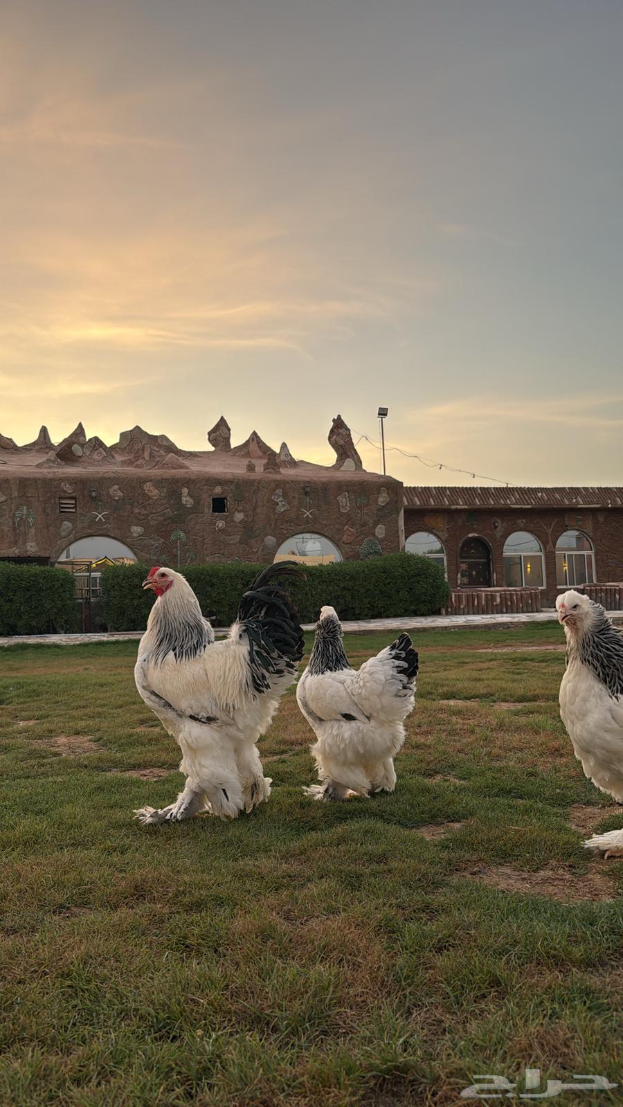 طقم براهما كولومبي سلالة كونك64485779003907110