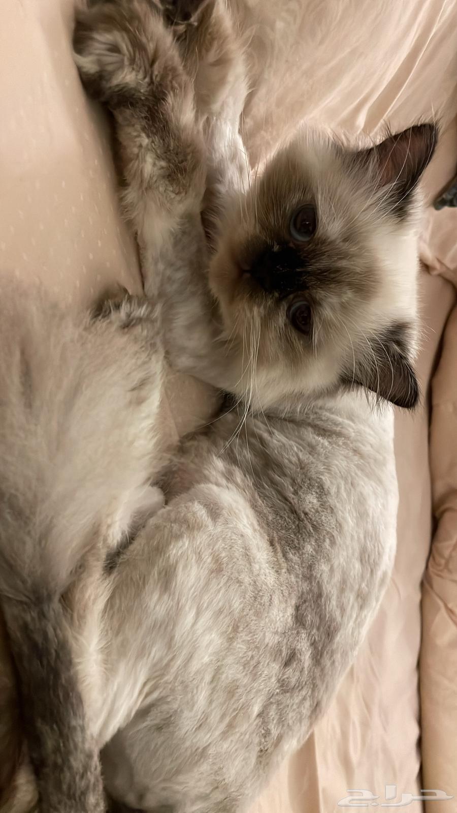 لليبني بالوسام164479674188163110