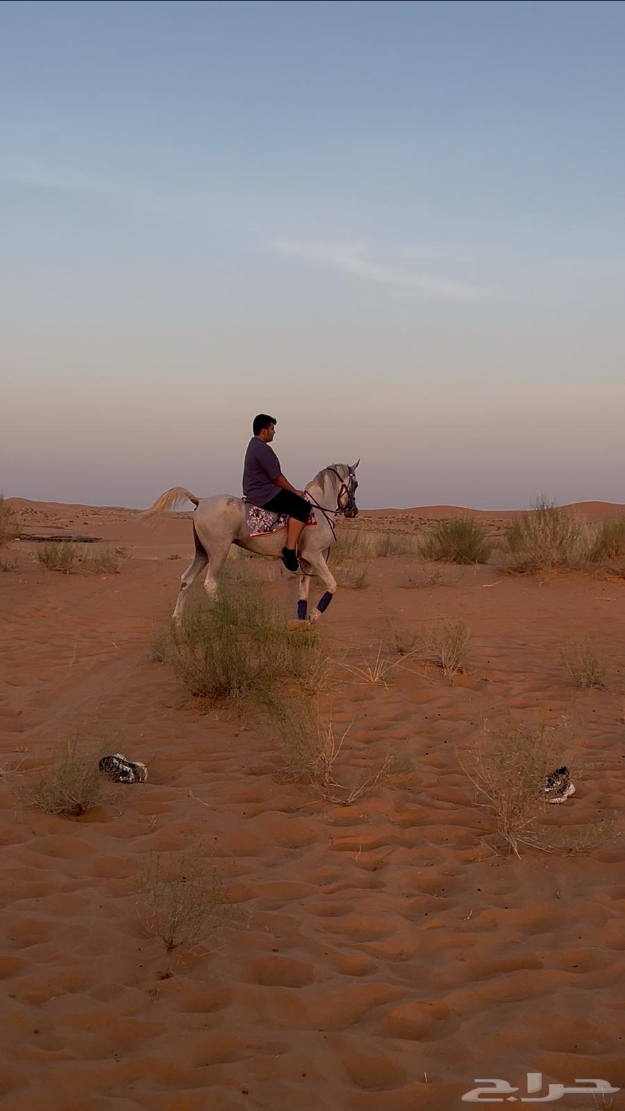 حصان شعبي شيخ64485365589251111