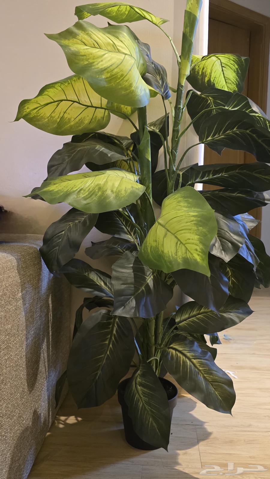 نبته صناعية64479120058499111