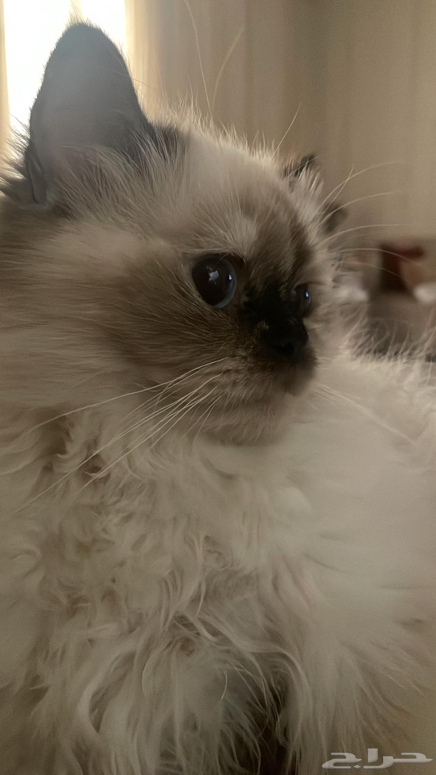 لليبني بالوسام164479674188163112