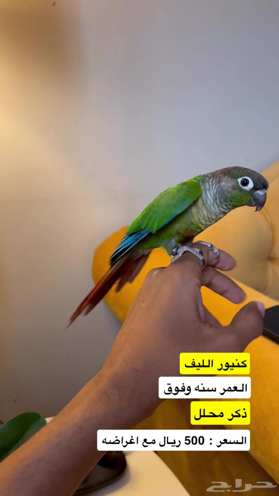 كنيور قرين شيك الليف ( ذكر محلل )64483701802499110