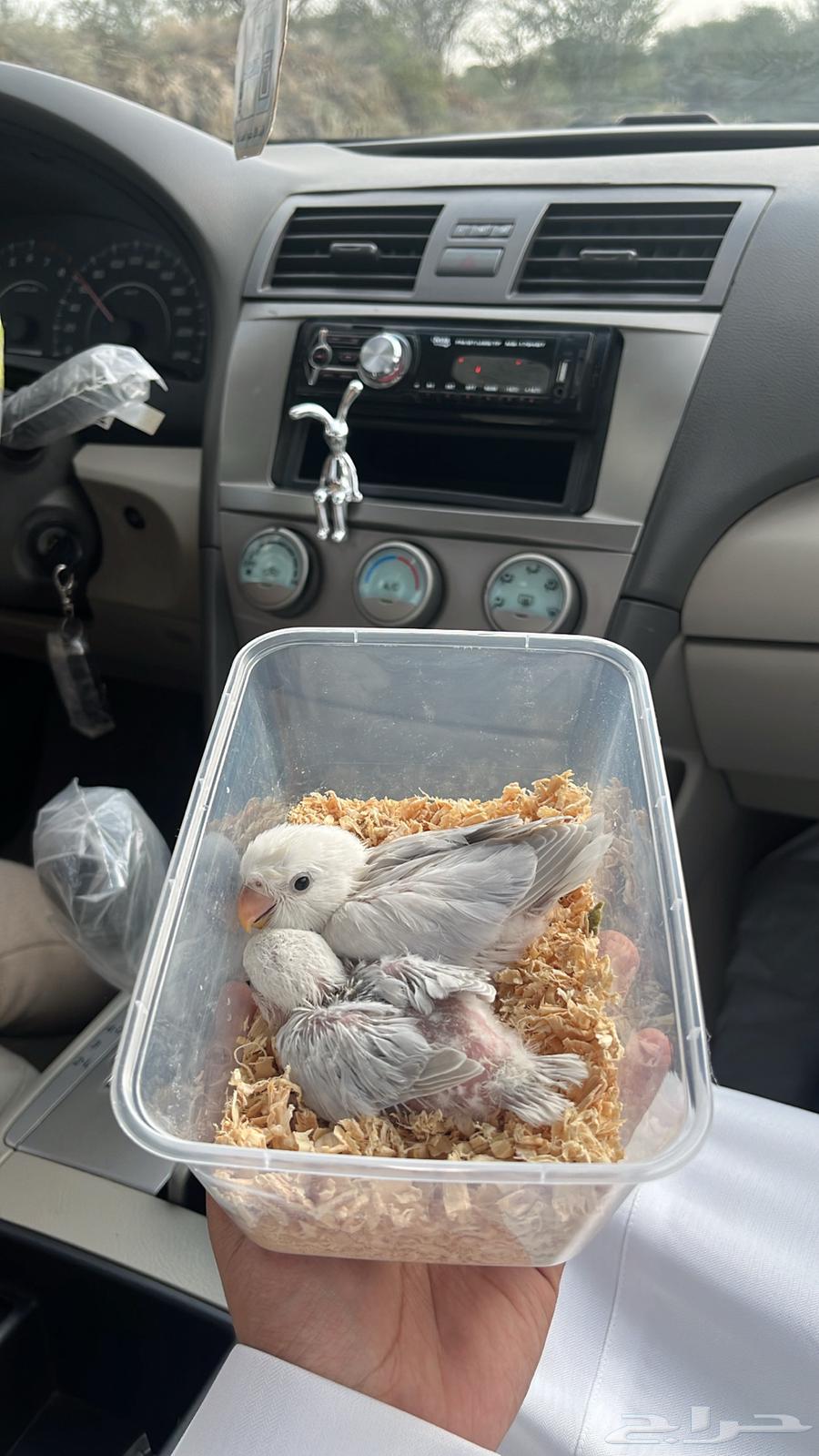 فروخ روز(تم البيع)64483109819011110