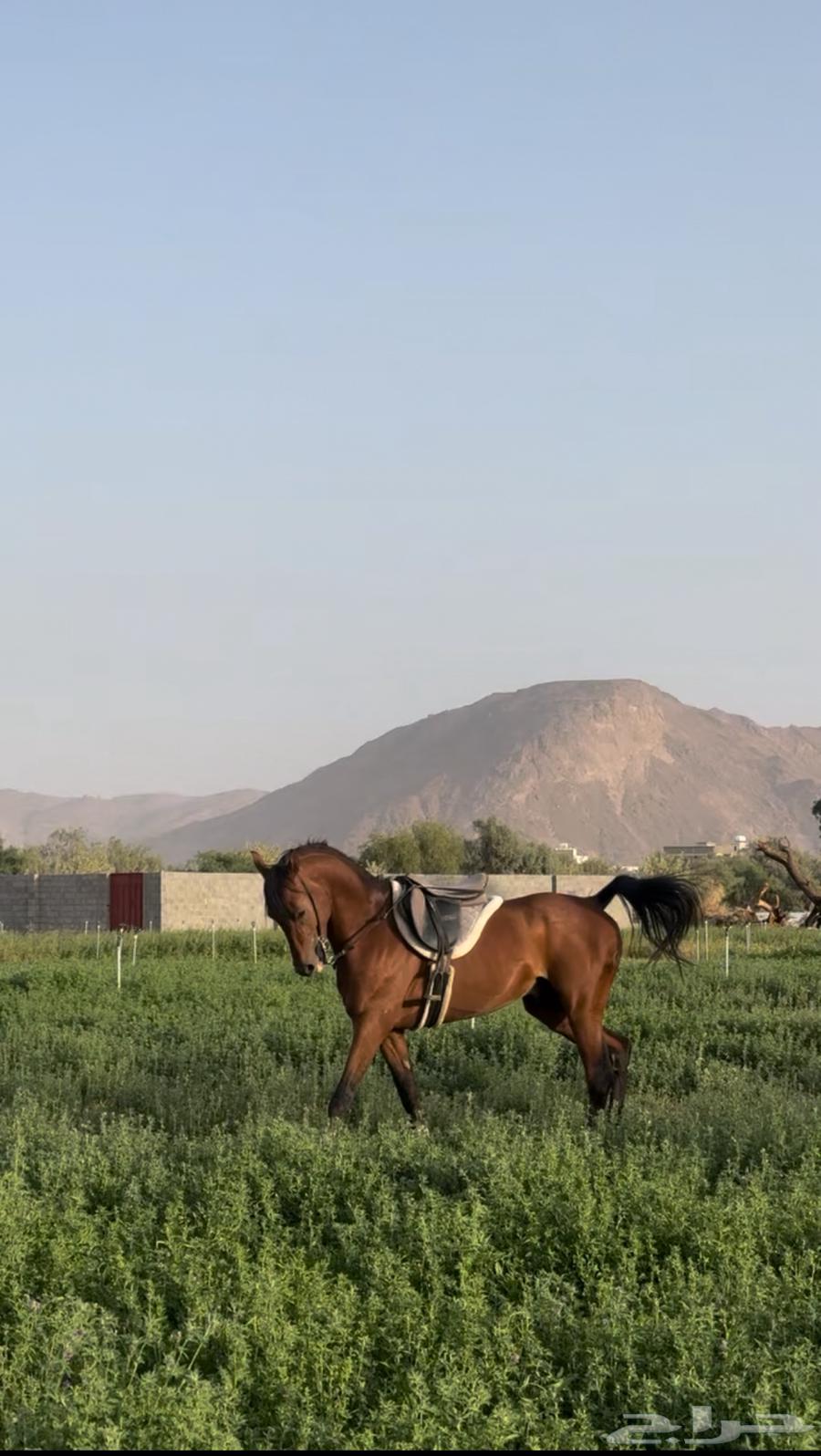 حصان شعبي كفوو من فواخر نجران64481682268930112