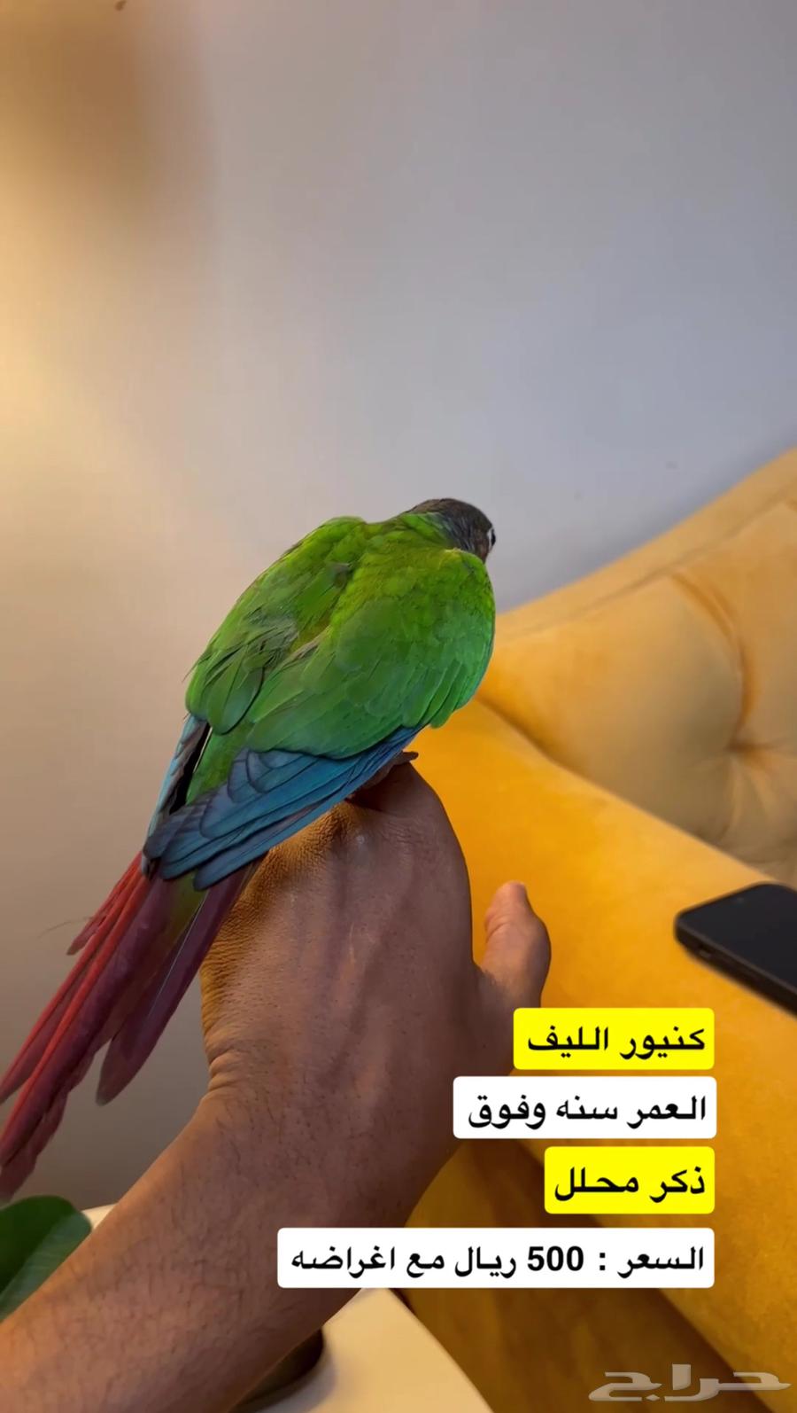 كنيور قرين شيك الليف ( ذكر محلل )64483701802499112