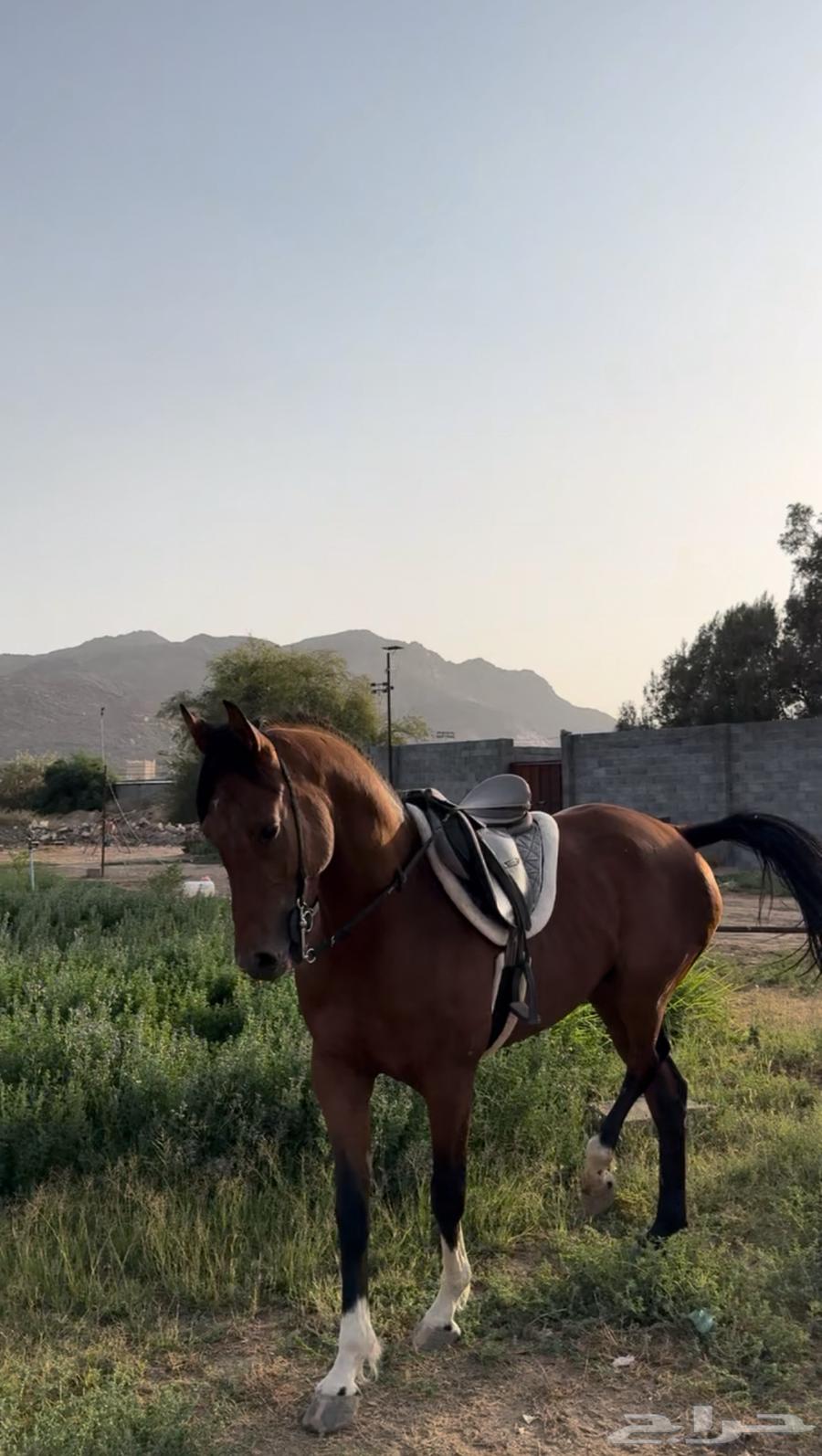 حصان شعبي كفوو من فواخر نجران64481682268930110