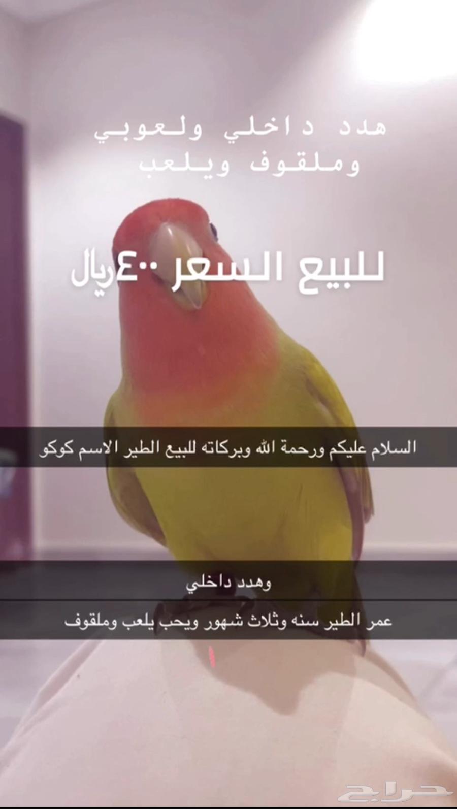 Bird64482674146947110