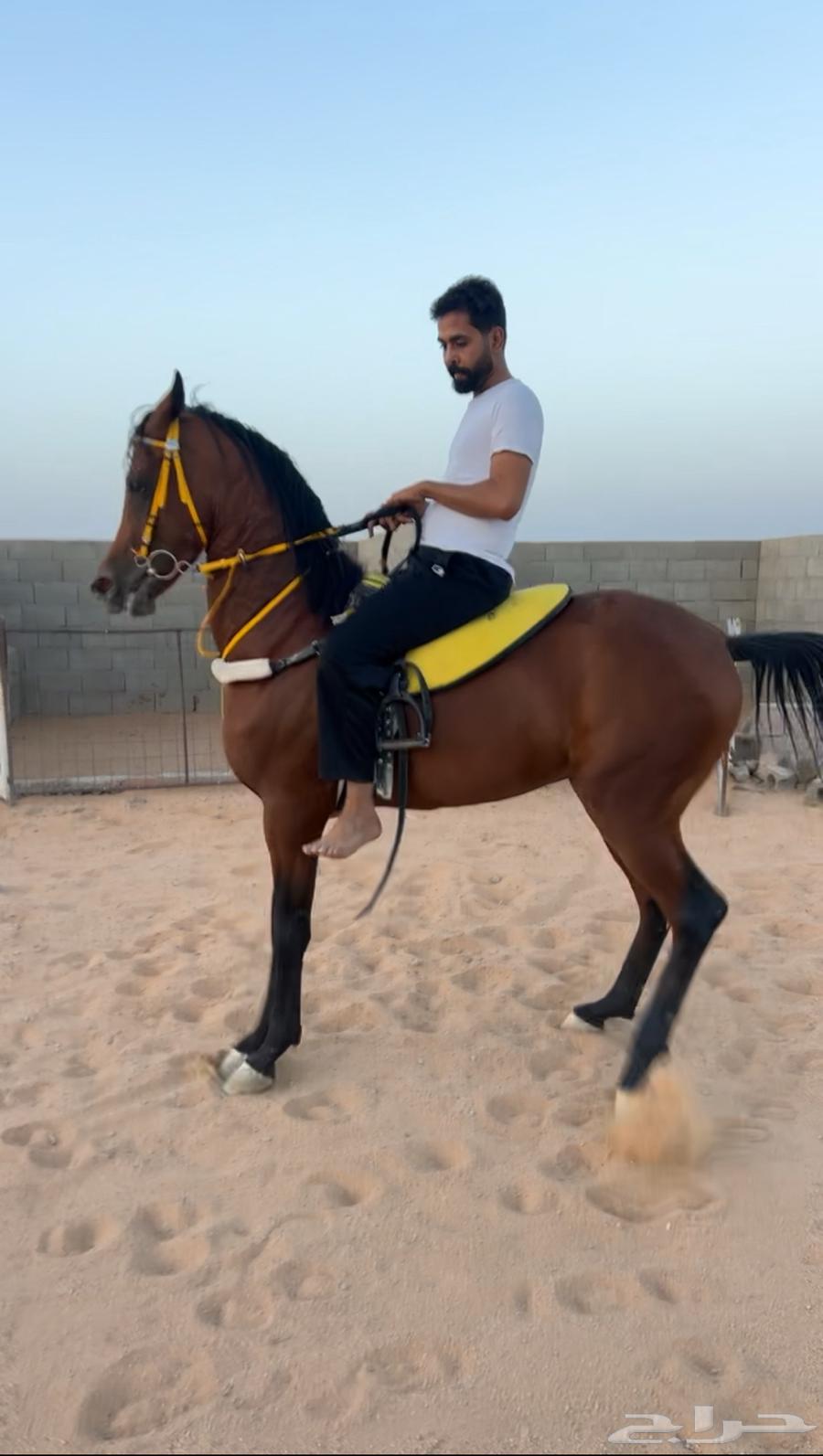 مهر واهو مستقبل فحل مربط فاخر64483784582913110