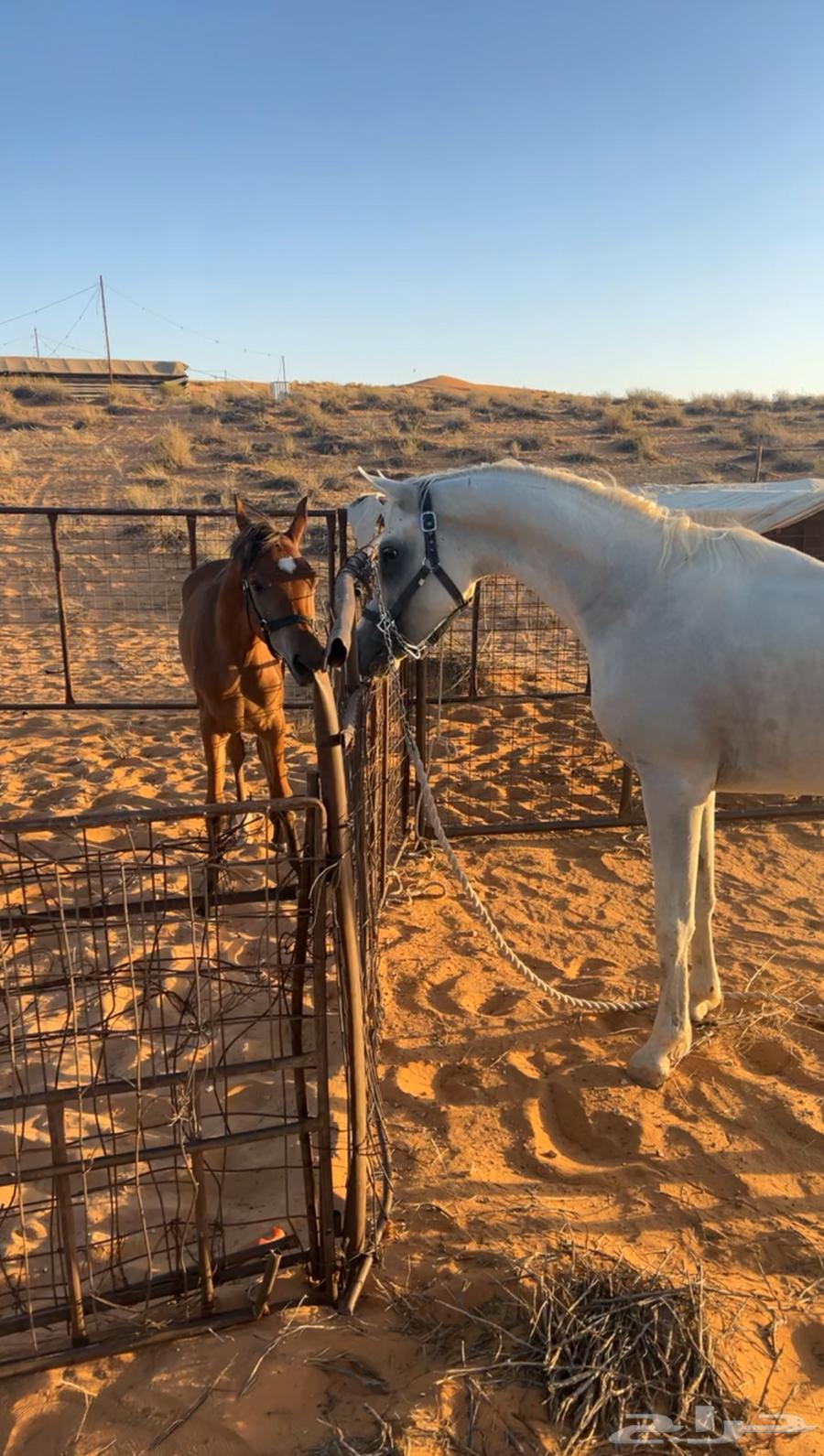 حصان شعبي شيخ64485365589251113