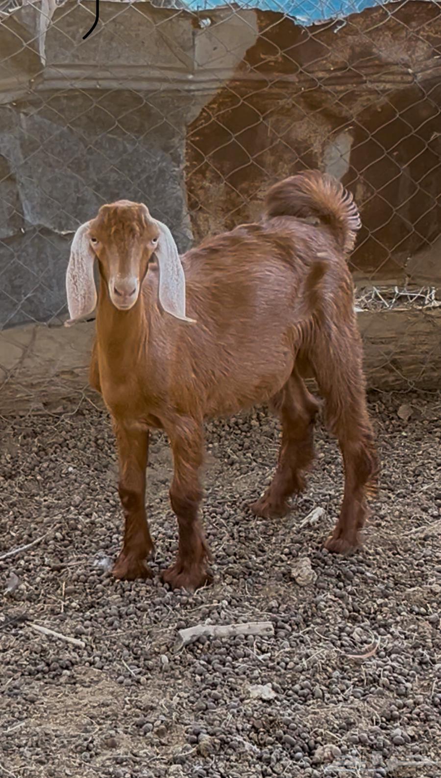 تيوس حرييه نظاف هرفي64484280784643111