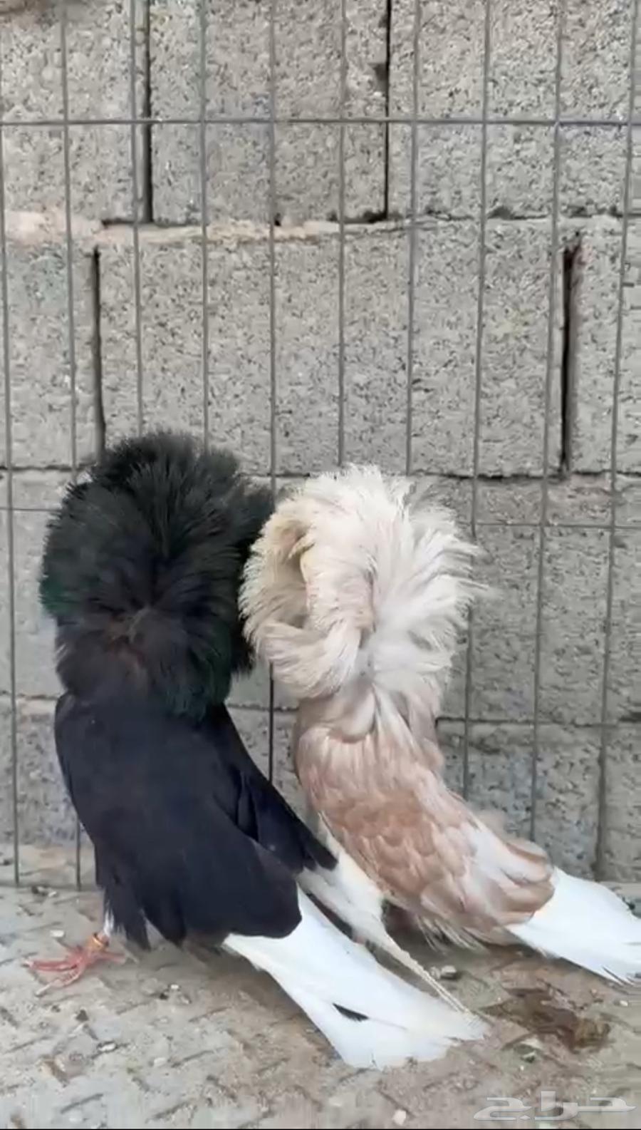 جوز جاكوبين رديوس64480606427393110