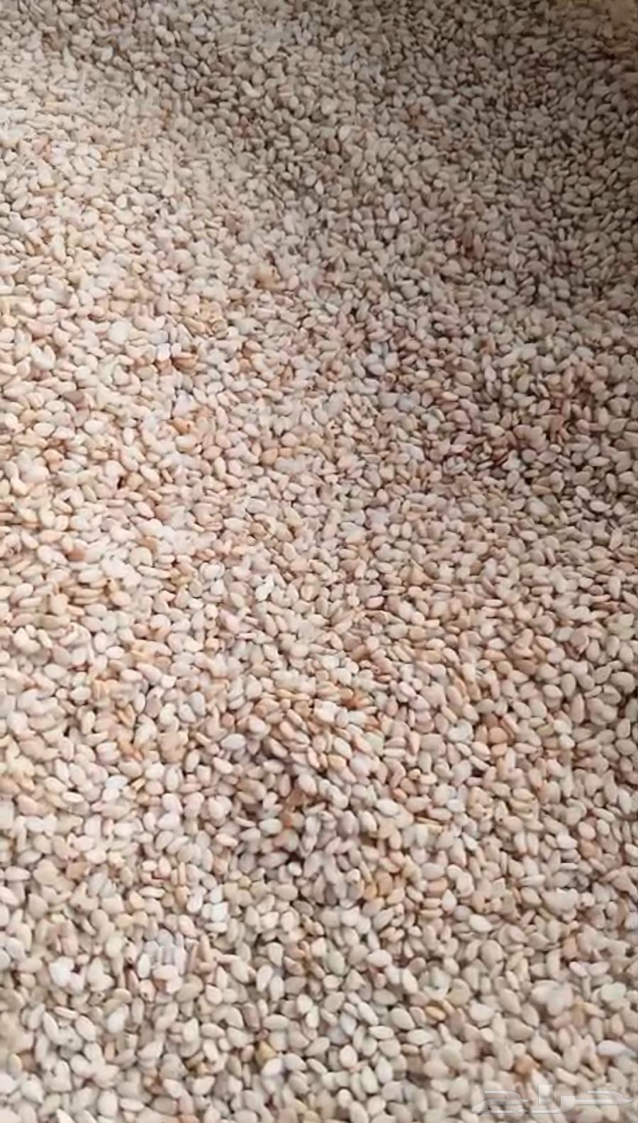 للبيع حب سمسم ابيض غظارف64482213703297113