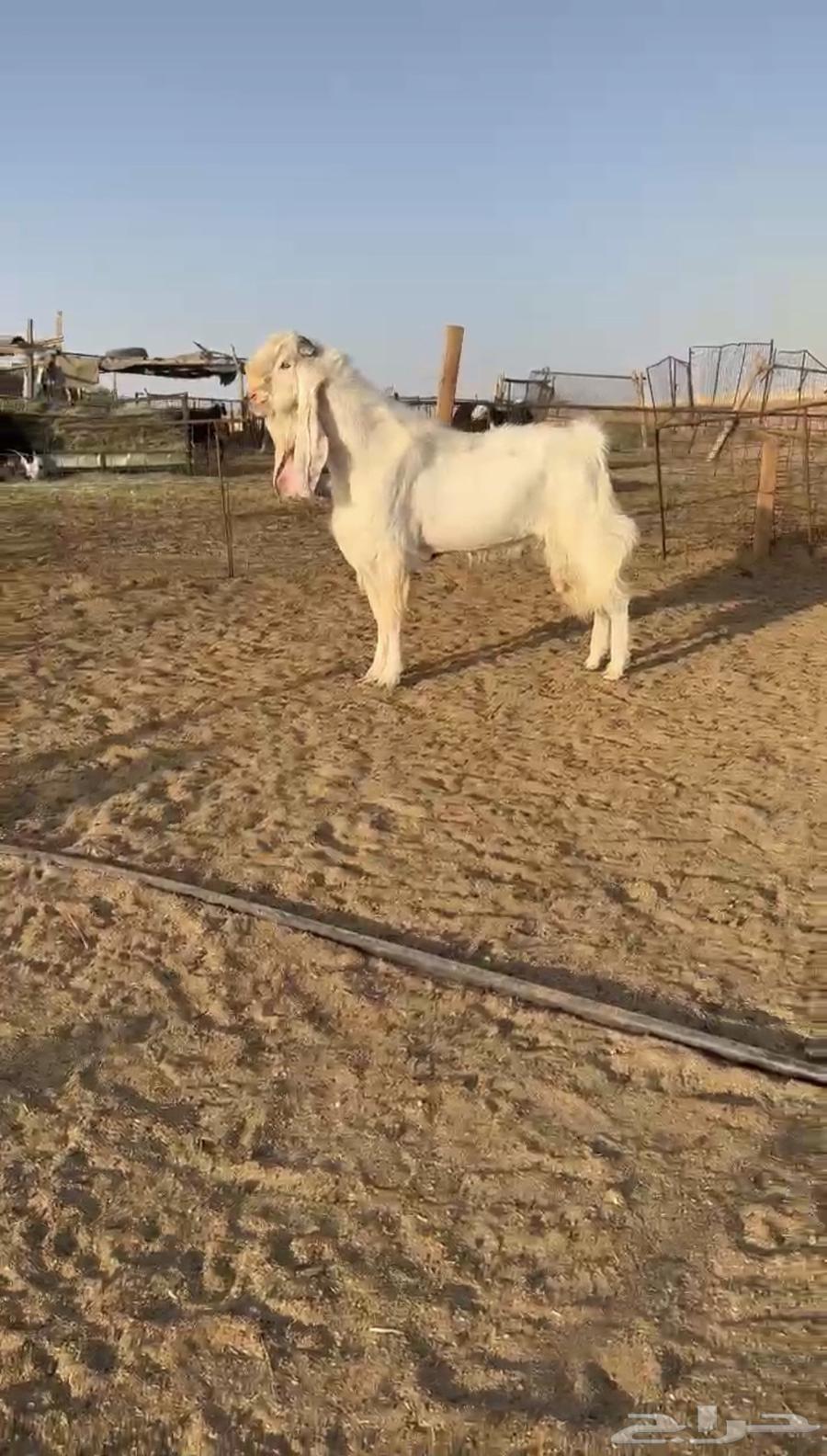 تم البيع. فحل تيس مطور خصم64484841707394110