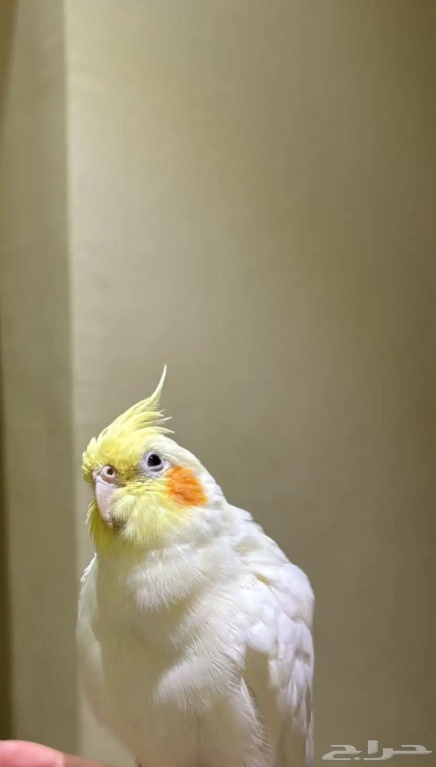 Crowan64482105023746110