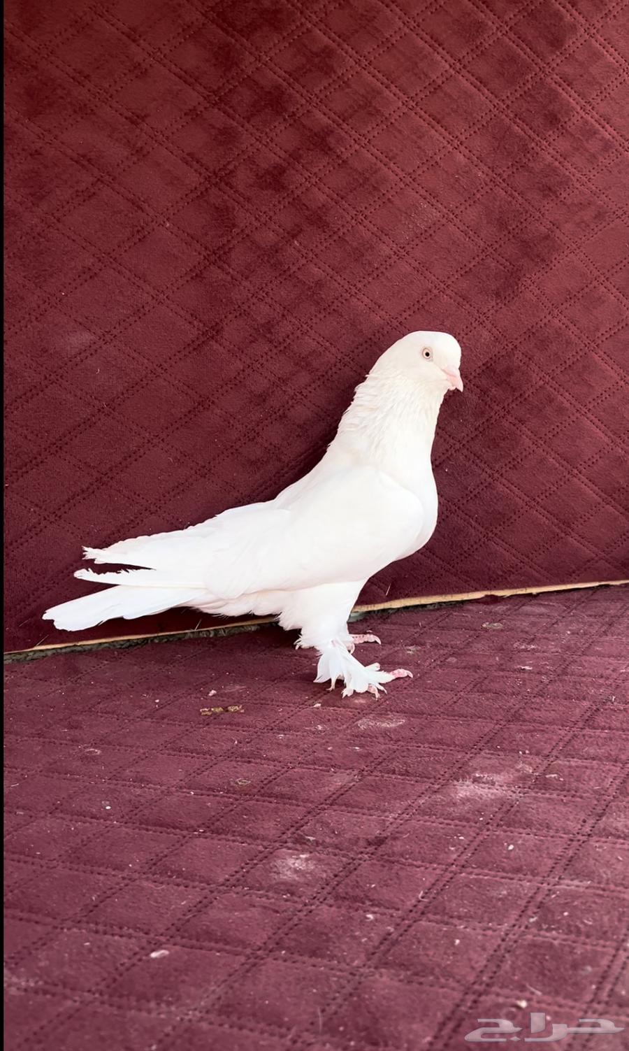 ذكر عراقي توب ابيض64481046134019114