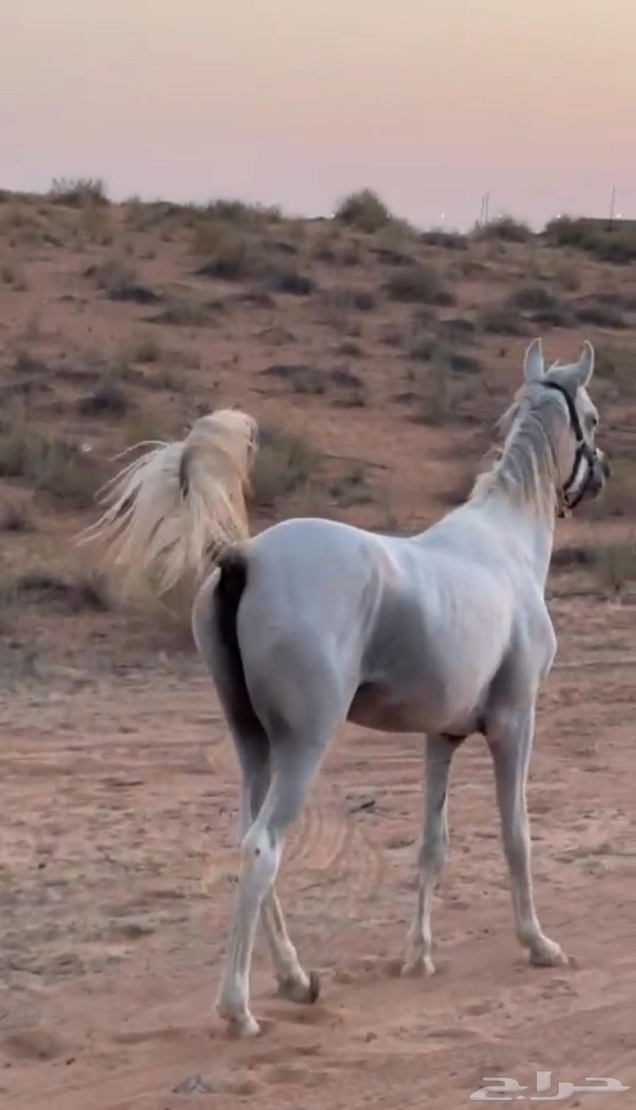 حصان شعبي شيخ64485365589251110