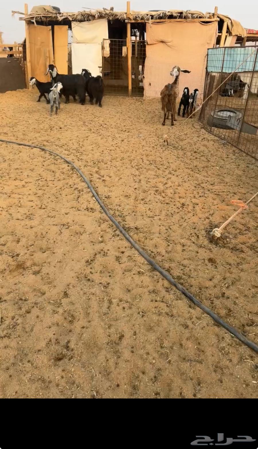 للبيع معزا متاويم64481305379074111