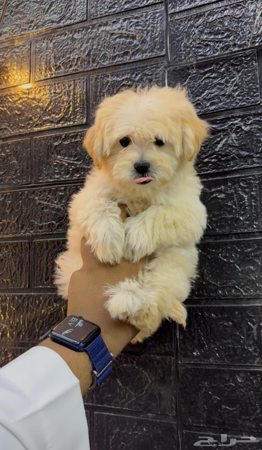 كلاب مالتيبو Maltipoo64482864517123110