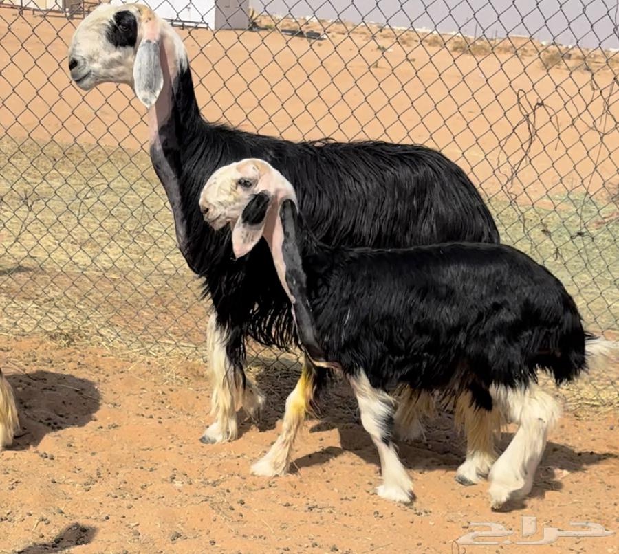 For sale, we have a discounted camel with offspring64481319049474110