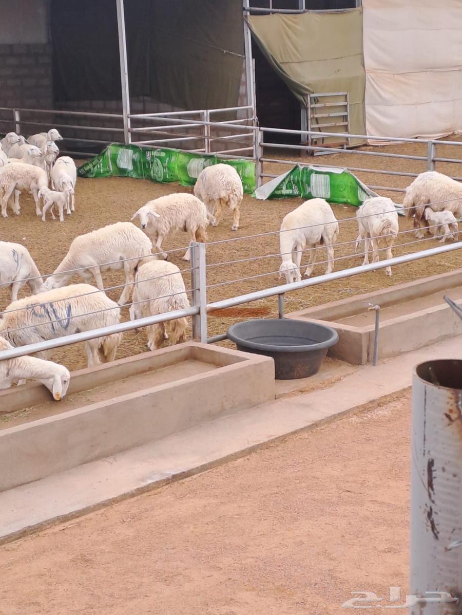 نعاج حريات للبيع64480661315201110