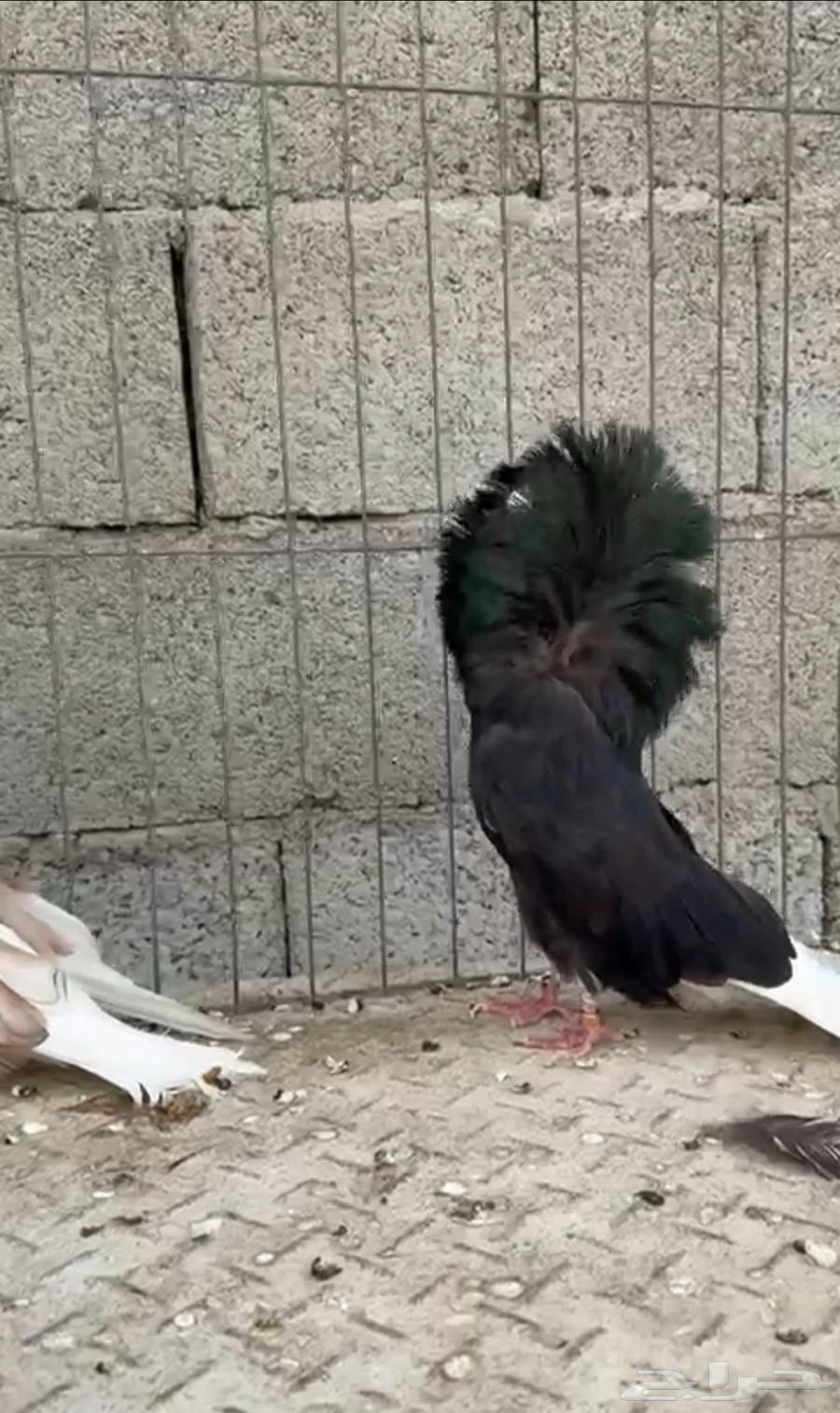 جوز جاكوبين رديوس64480606427393112