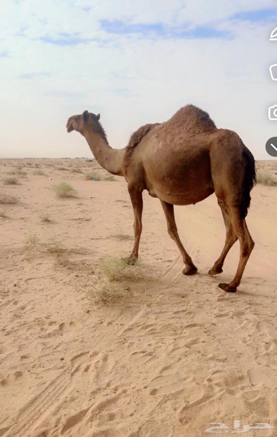 ناقه صفر ملاقي64480125908609111