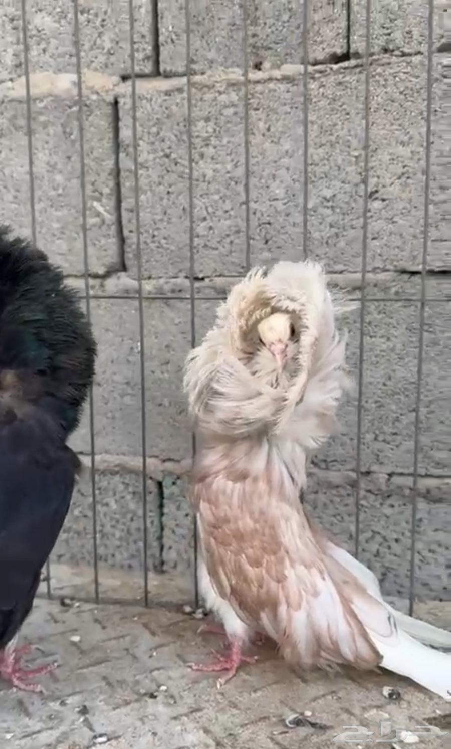 جوز جاكوبين رديوس64480606427393111