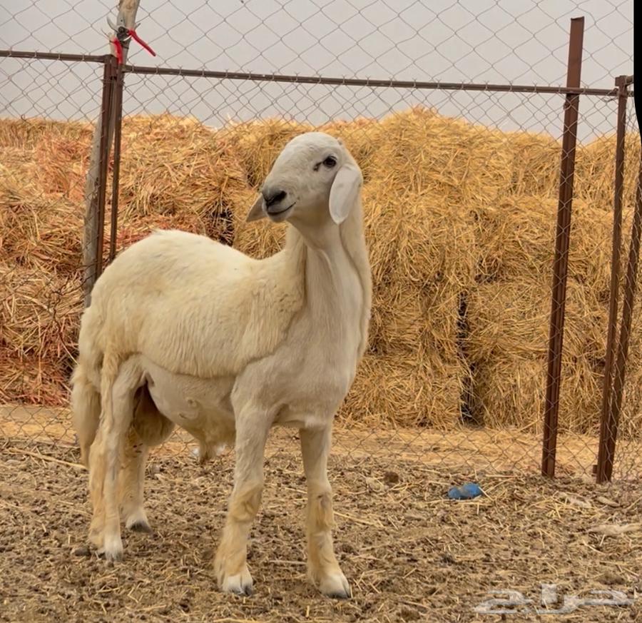 مشروع صنف الصنف تم البيع خارج الموقع64481750285058110