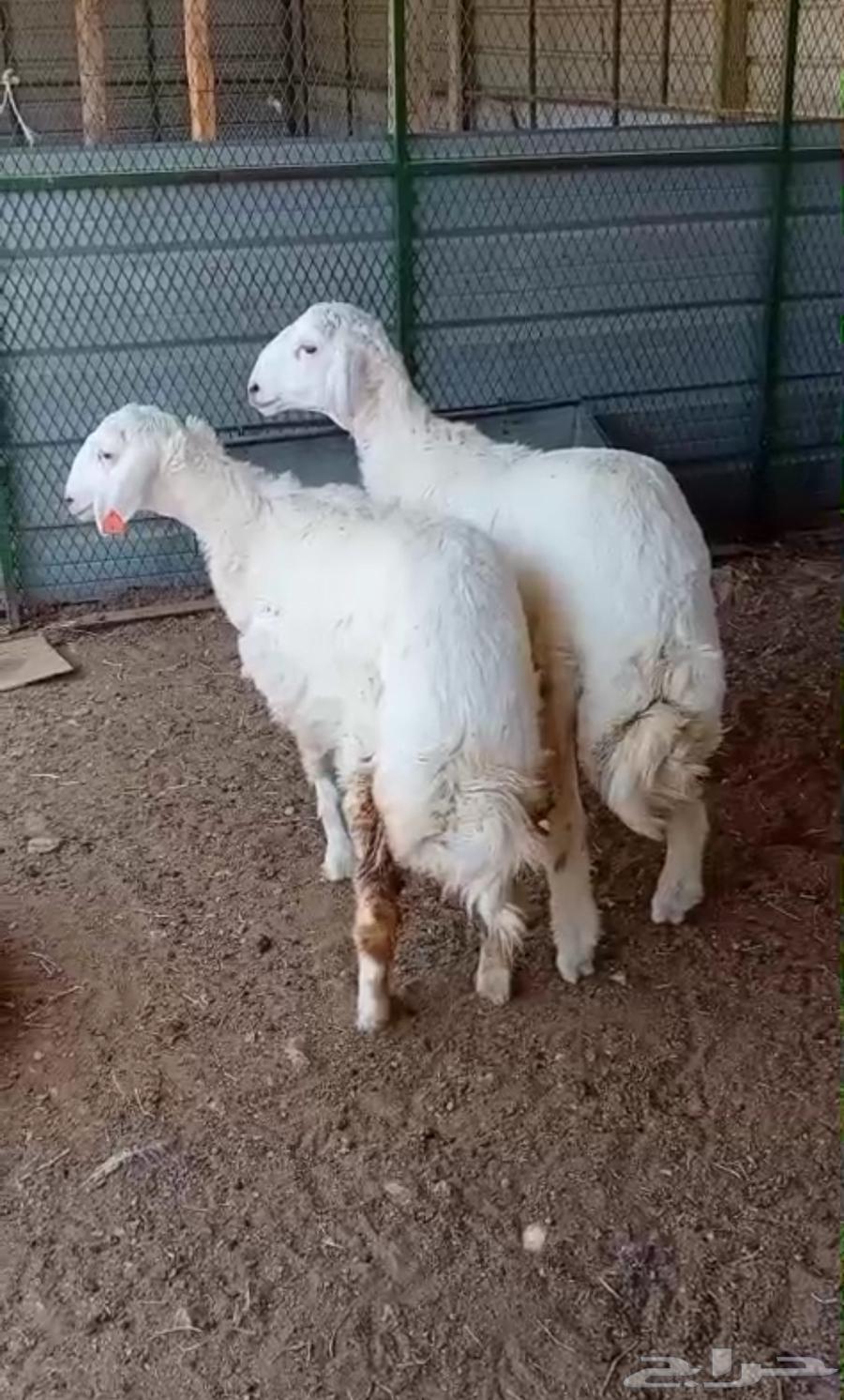 طليان للبيع64480053810307112