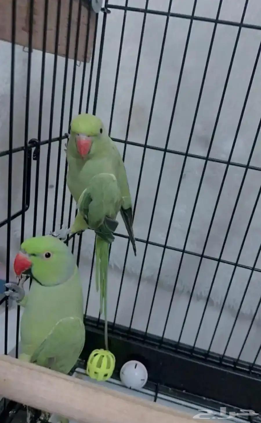 Female crow with cage, accept suitable offer64482023315074110