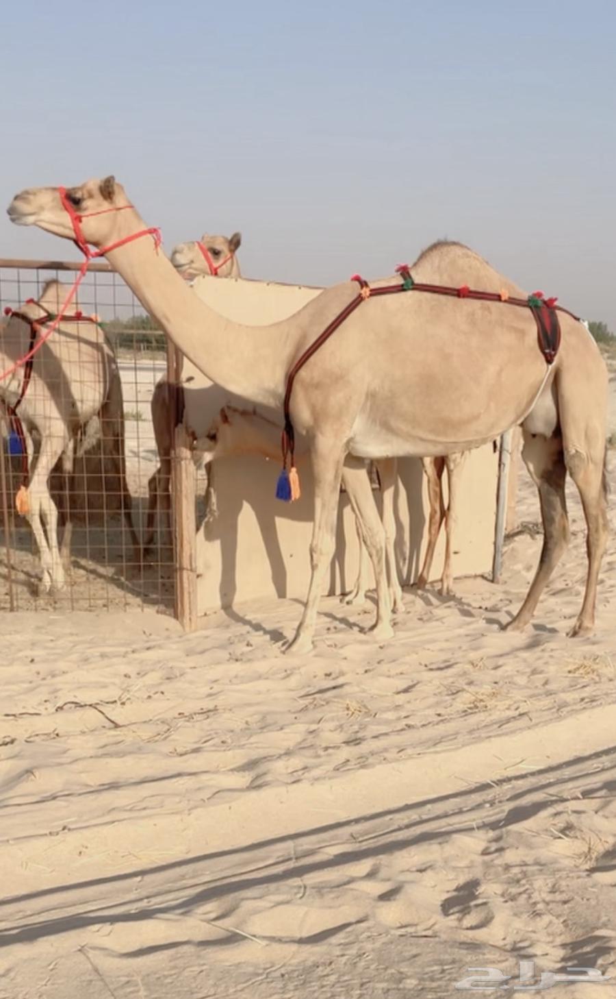 عشرا ولدها جاهز للربطه ( تم البيع )64480070159747110