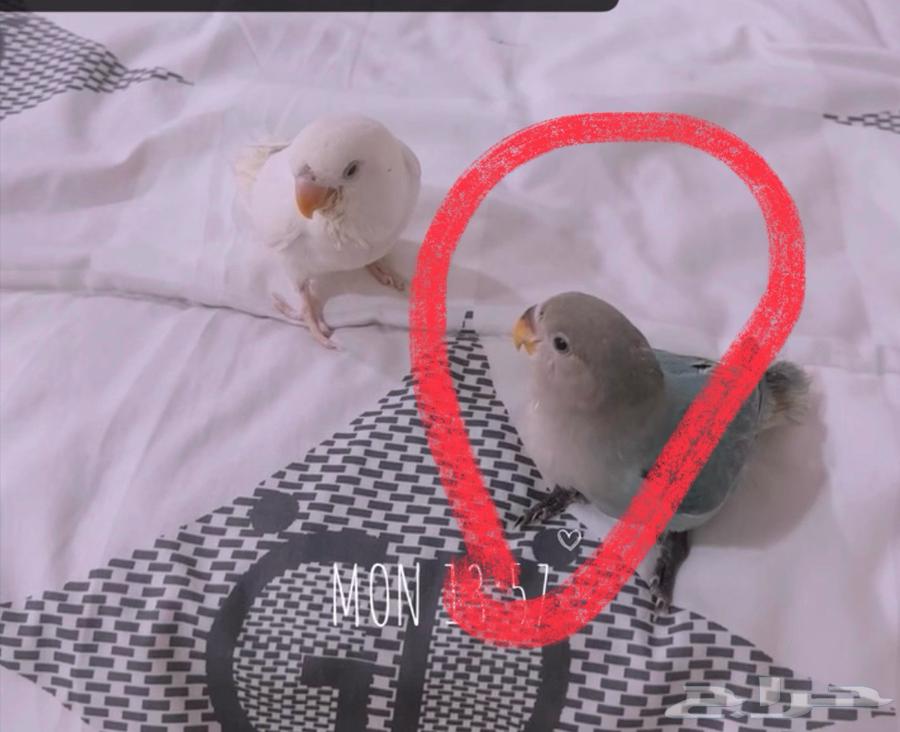 طيور روز للبيع64480098715523112