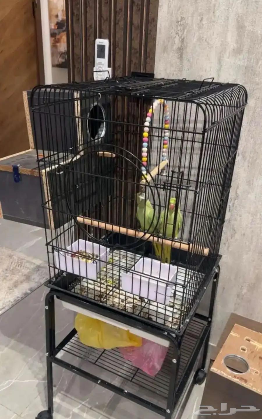 Female crow with cage, accept suitable offer64482023315074112