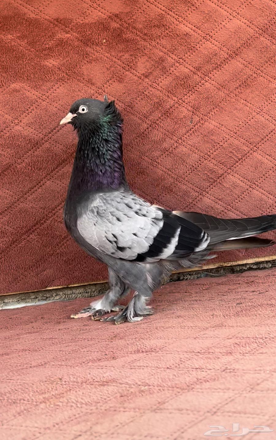 ذكر عراقي توب ابيض64481046134019111