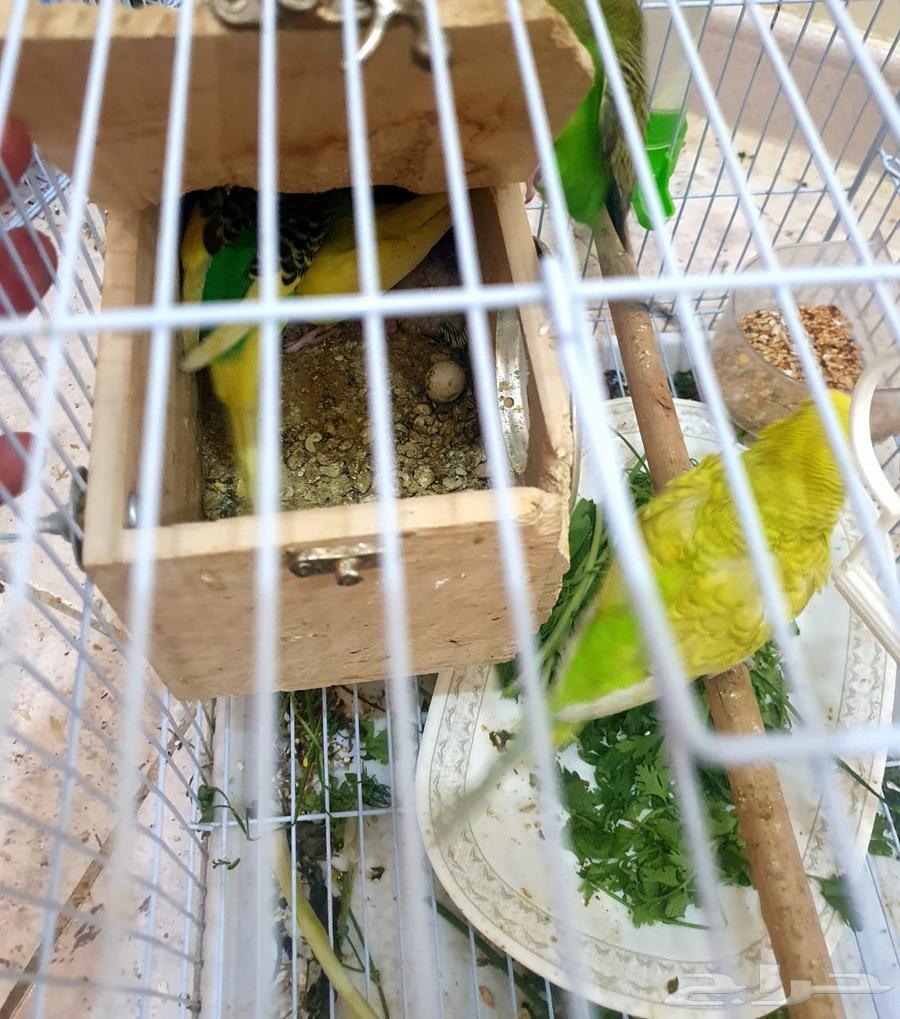 طيور الحب(البادجي)64483273924353111