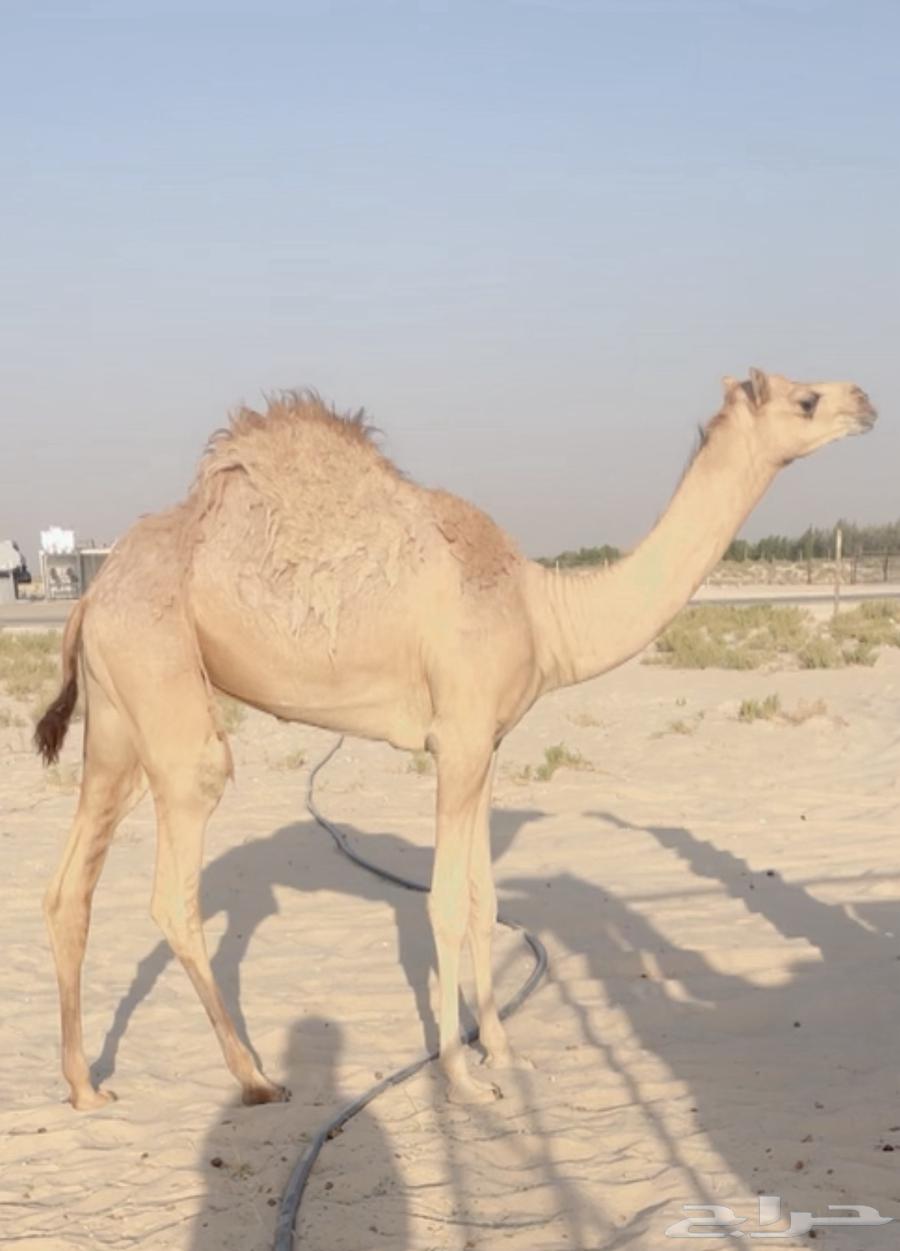 عشرا ولدها جاهز للربطه ( تم البيع )64480070159747111