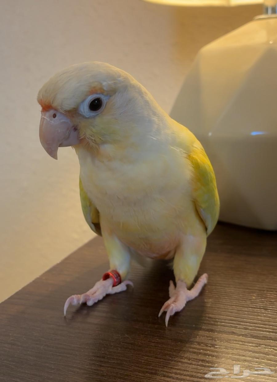 كنيور مون شيك أليف64480647682435110