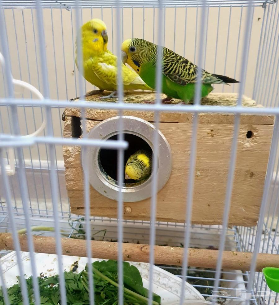 طيور الحب(البادجي)64483273924353112