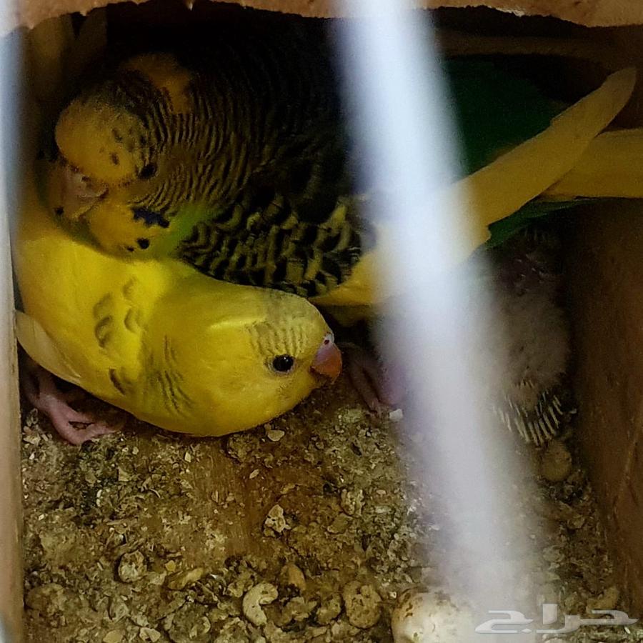 طيور الحب(البادجي)64483273924353113