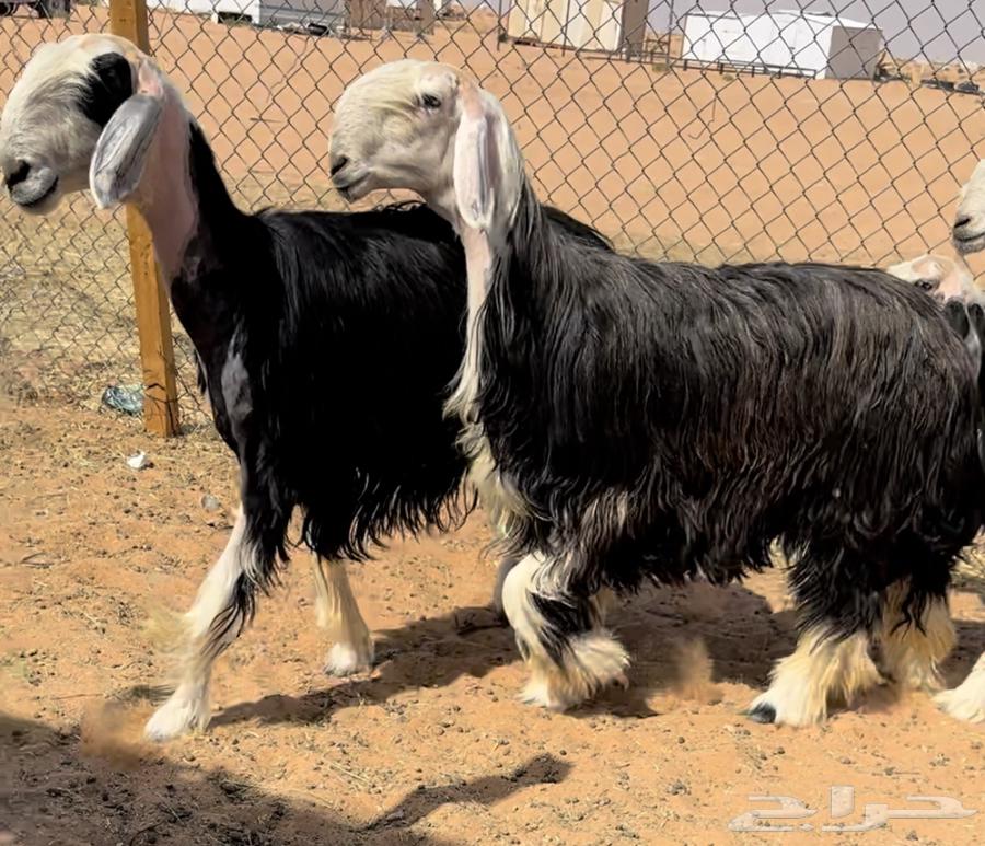 For sale, we have a discounted camel with offspring64481319049474111