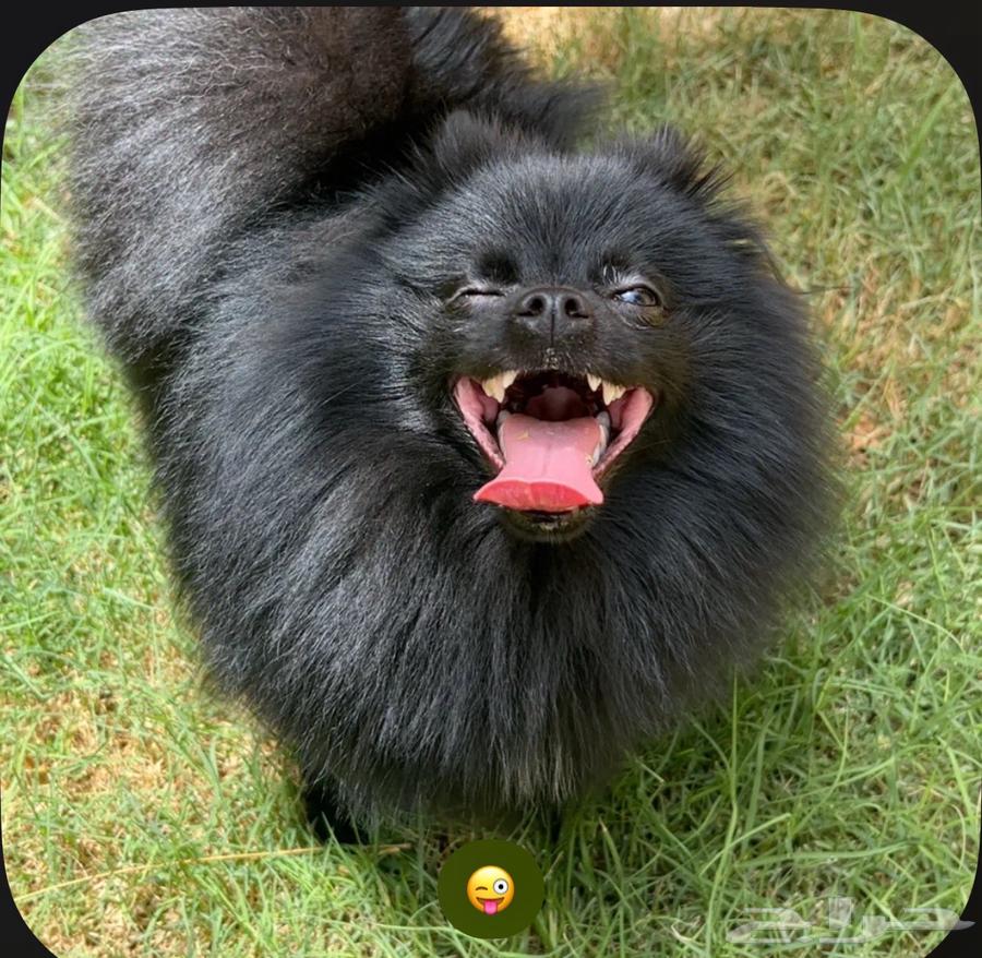 Pure Pomeranian for sale عرض يوم الوطني اليوم فقط 40  off64481155468802110